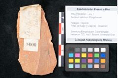 Foto (Objekt + Etikett) von Santalum salicinum Ettingshausen (NHMW-GEO-2024-0188-8000)